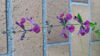 Picture of Salvias - 10 mixed plants
