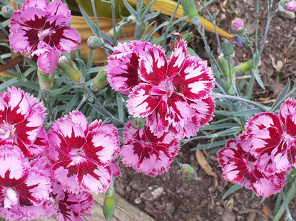 Picture of Dianthus ‘Cranberry Ice' - 4 plants