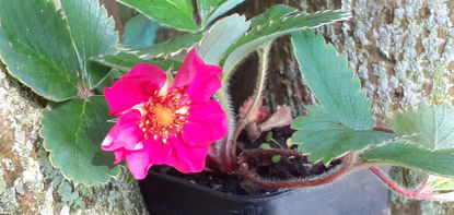 Picture of Fragaria 'Lipstick' - 5 plants