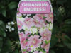 Picture of Geranium endressii - 4 plants
