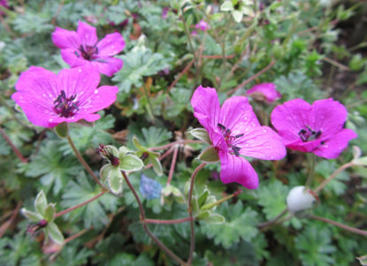 Picture of Geranium cinerum var. subcaulescens - 5 plants