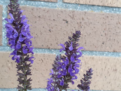 Picture of Salvia 'Blue Hills' - 4 plants.