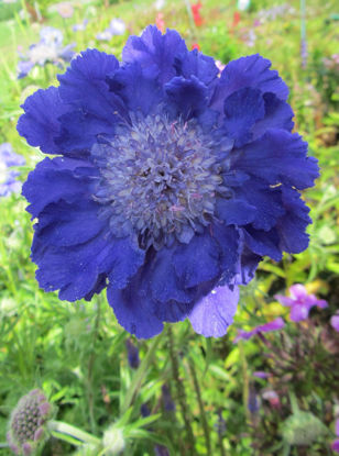 Picture of Scabiosa caucasica 'Fama' - Blue - 4 plants