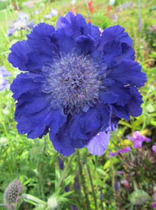 Picture of Scabiosa caucasica x 'Fama' - Blue - 4 plants