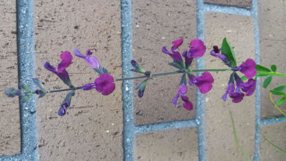 Picture of Salvia 'Nachtvlinder' - 4 plants