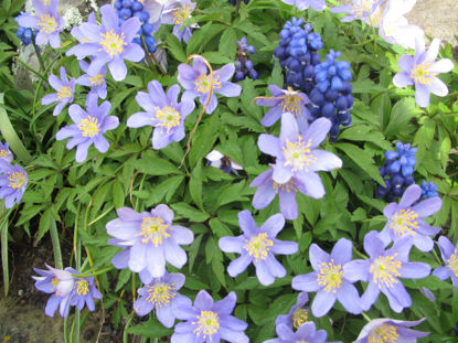 Picture of Anemone nemerosa Mixed - 5 plants