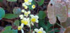 Picture of Epimediums - mixed, 5 plants