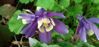 Picture of Aquilegias mixed - 10 plants