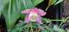 Picture of Aquilegias mixed - up to 12 varieties. 10 plants