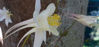 Picture of Aquilegias mixed - up to 12 varieties. 10 plants
