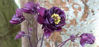 Picture of Aquilegias mixed - up to 12 varieties. 10 plants