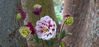 Picture of Aquilegias mixed - up to 12 varieties. 10 plants