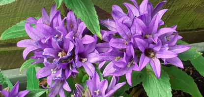 Picture of Campanulas - 10 plants, 4 varieties