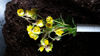 Picture of Geums -10 plants