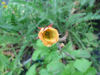 Picture of Geums -10 plants