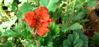 Picture of Geums -10 plants