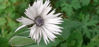 Picture of Centaureas - 10 plants