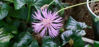 Picture of Centaureas - 10 plants