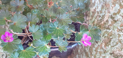 Picture of Geraniums - 10 plants