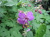 Picture of Geraniums - 10 plants