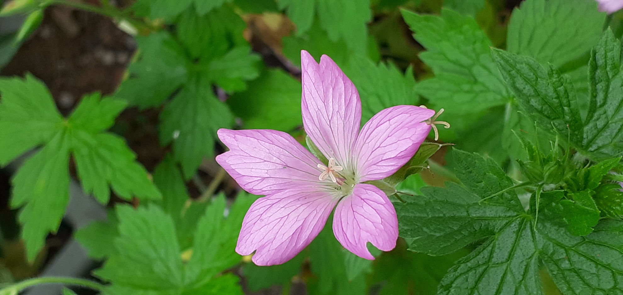 Geraniums - 10 plants | Wake Robin Nursery