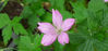 Picture of Geraniums - 10 plants