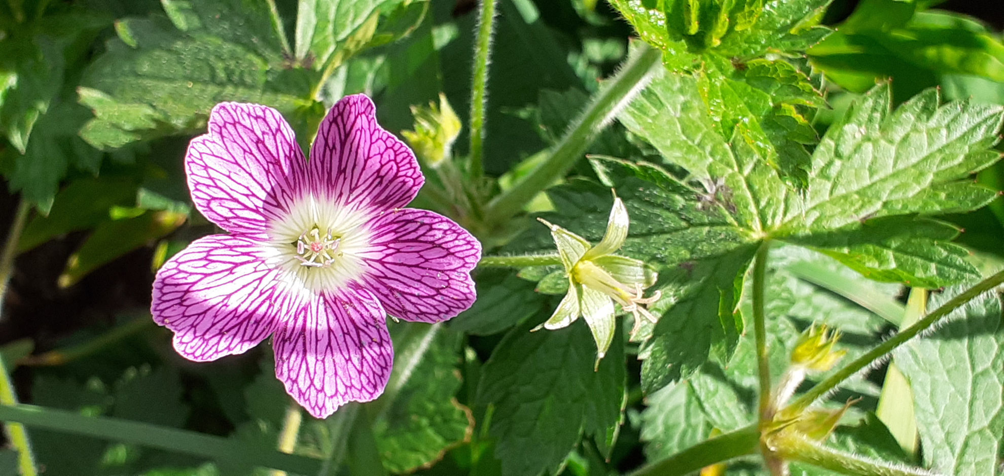 Geraniums - 10 plants | Wake Robin Nursery