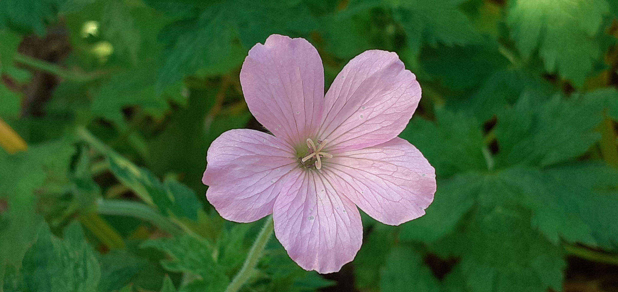 Geraniums - 10 plants | Wake Robin Nursery