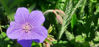 Picture of Geraniums - 10 plants
