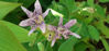 Picture of Tricyrtis (Toad Lilies) - 10 plants