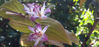 Picture of Tricyrtis (Toad Lilies) - 10 plants