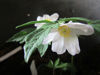 Picture of Anemones - 10 plants