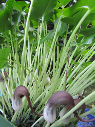 Picture of Arisarum proboscideum (Mouse plant) - 20 pieces