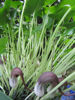Picture of Arisarum proboscideum (Mouse plant) - 50 pieces