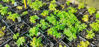 Picture of Aconitum 'Newry Blue' - 5 pieces