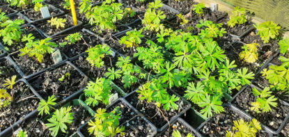 Picture of Aconitum 'Newry Blue' - 5 pieces