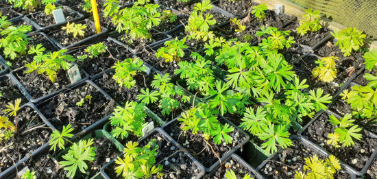 Picture of Aconitum 'Newry Blue' - 5 pieces