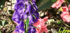 Picture of Aconitum 'Newry Blue' - 5 pieces