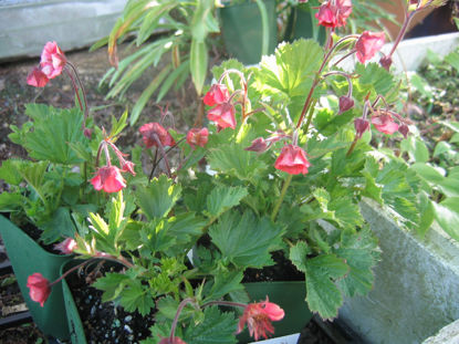 Picture of Geum rivale 'Roseum' - 5  pieces