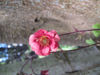Picture of Geum rivale 'Roseum' - 5  pieces