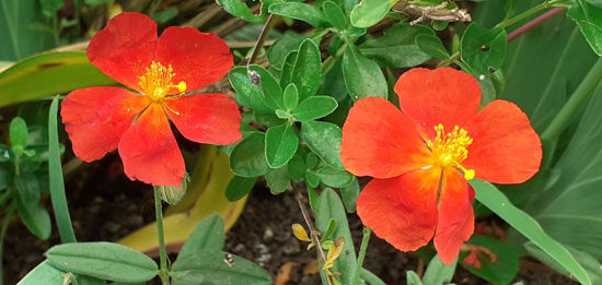 Picture of Helianthemum 'Henfield Brilliant'