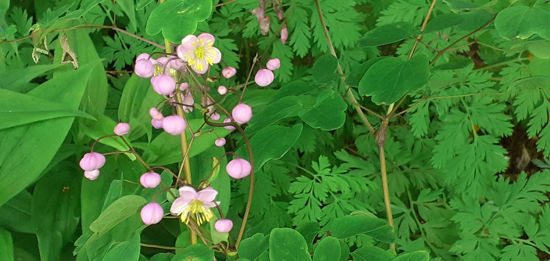 Picture of Thalictrum delavayi