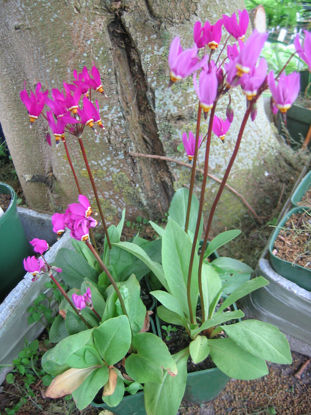 Picture of Dodecatheon meadia