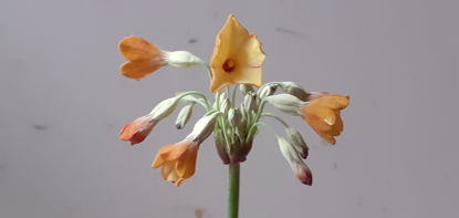 Picture of Primula florindae - apricot/cream
