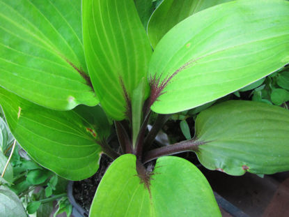 Picture of Hosta 'Purple Heart'