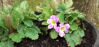Picture of Primula Scapeosa