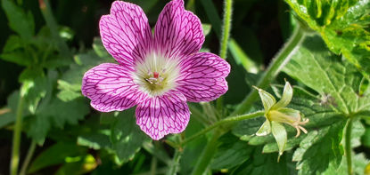 Picture of Geranium oxonianum 'Heirloom Raspberry' - 5 pieces