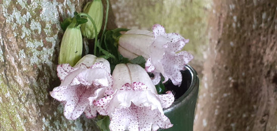 Picture of Campanula punctata 'Milky Way'