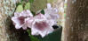 Picture of Campanula punctata 'Milky Way'