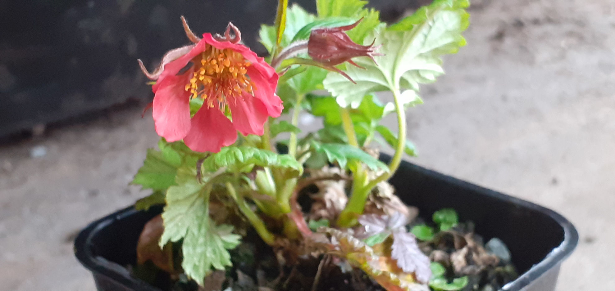 Geum rivale 'Venomous Red' | Wake Robin Nursery